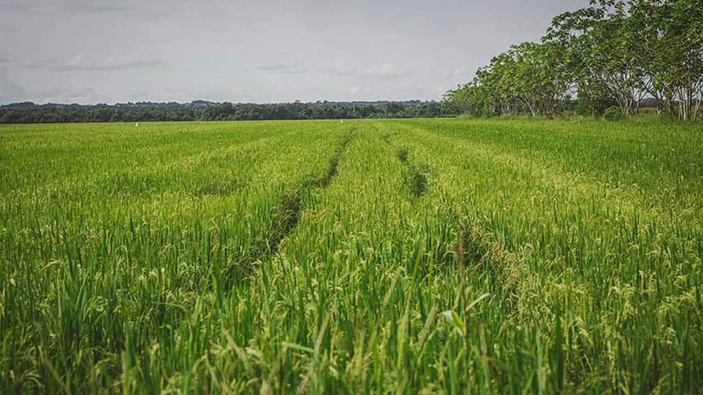 MinAgricultura establece por resolución libertad vigilada de precios para el arroz paddy verde imagen de la publicación