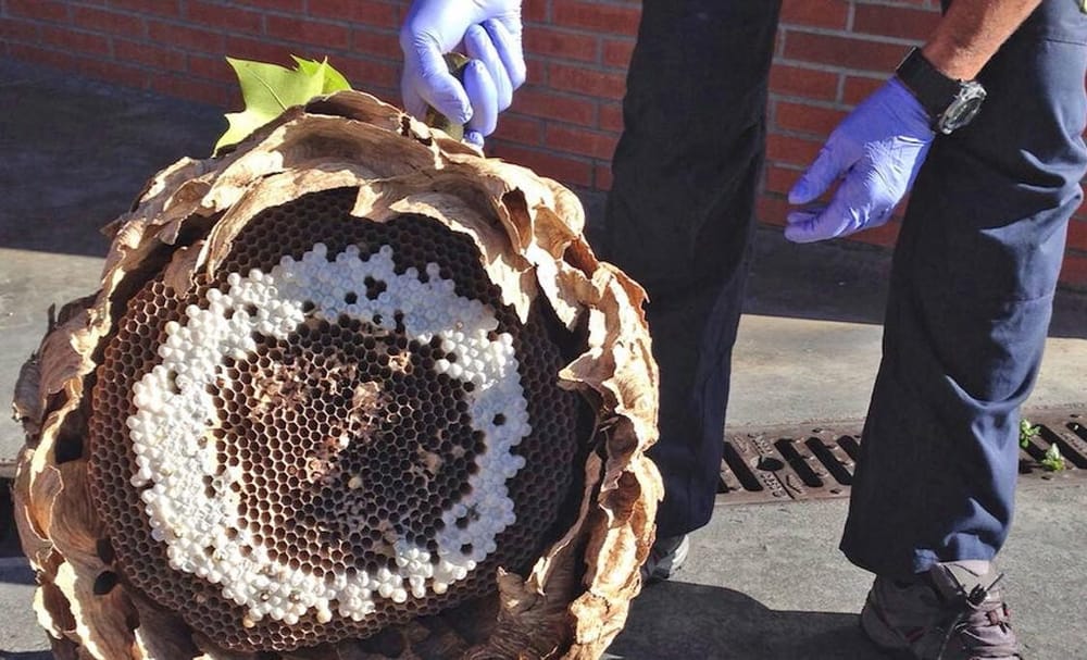 Hallan colmena de “avispas radioactivas” imagen de la publicación