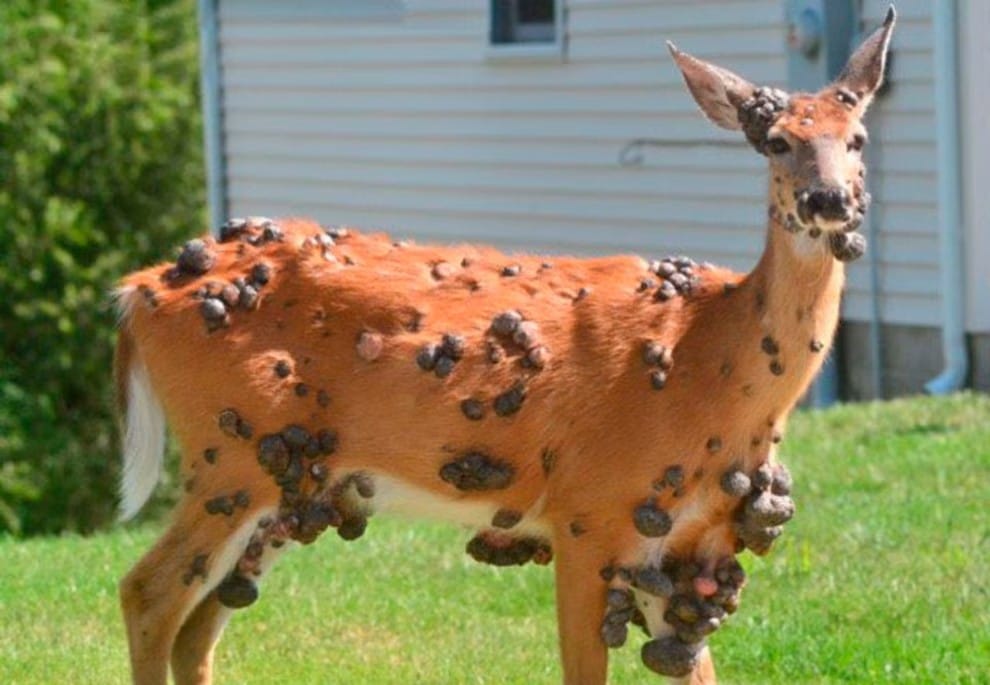 Ciervos con “verrugas monstruosas” generan alarma imagen de la publicación