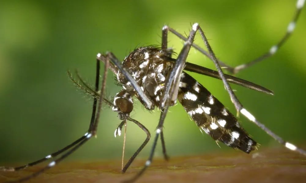 Este 26 de agosto se celebra el Día Internacional contra el Dengue y Santander tiene una tasa cercana a los  7.000 contagios imagen de la publicación