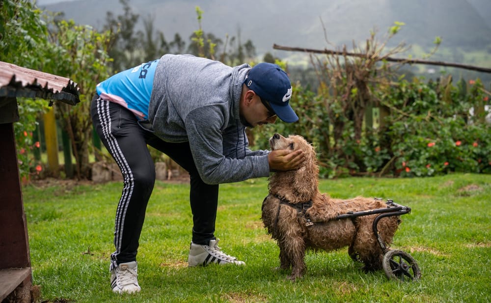 Gabrica impulsa la Academia Guaumor para fortalecer fundaciones en pro del bienestar animal imagen de la publicación