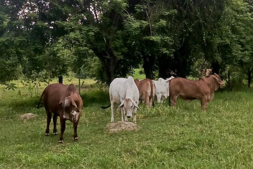 Santander realizará su primera Gran Subasta Élite Ganadera imagen de la publicación