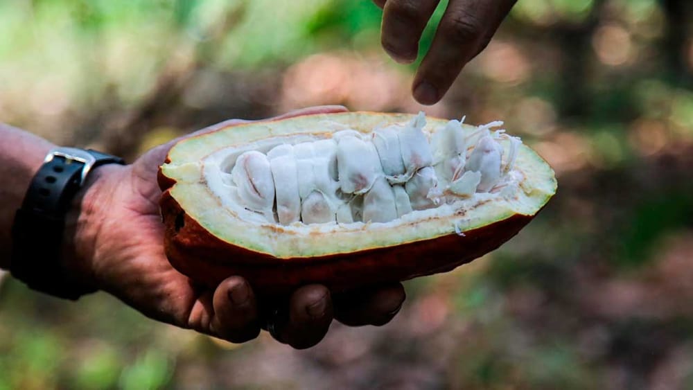 Ministerio de Agricultura está pidiendo 4.1 billones de pesos para presupuesto 2026 imagen de la publicación