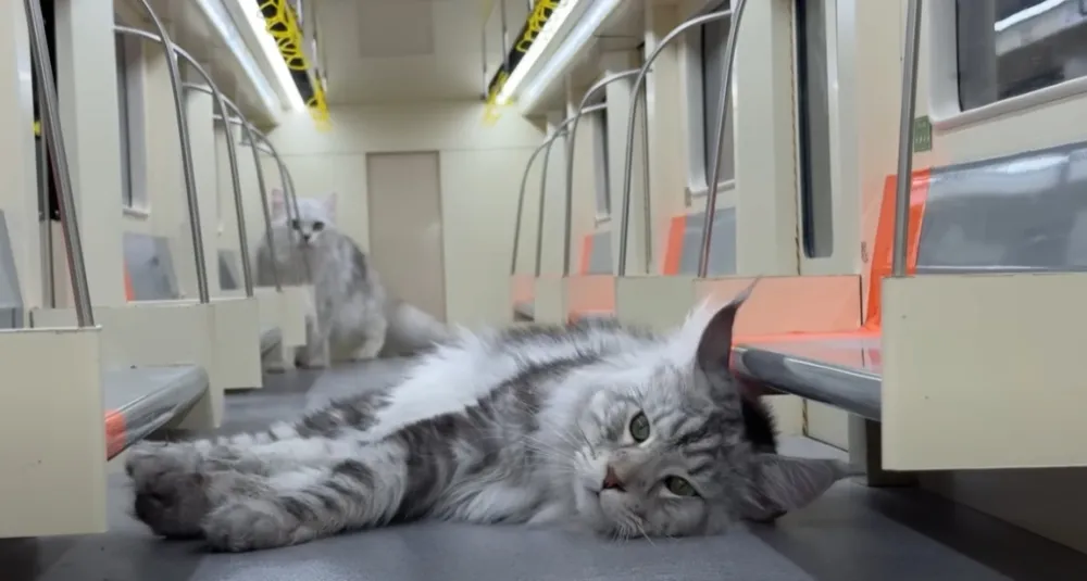 Tan asombrosa como bella: Youtuber construye una ciudad en miniatura para sus gatos imagen de la publicación