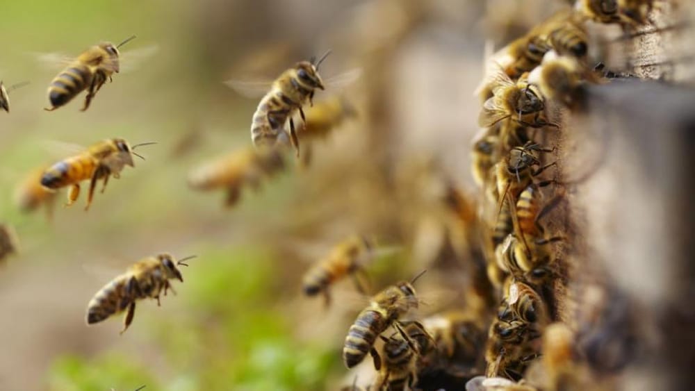Hospitalizados dos adultos mayores tras picadura de 200 abejas en Santander imagen de la publicación