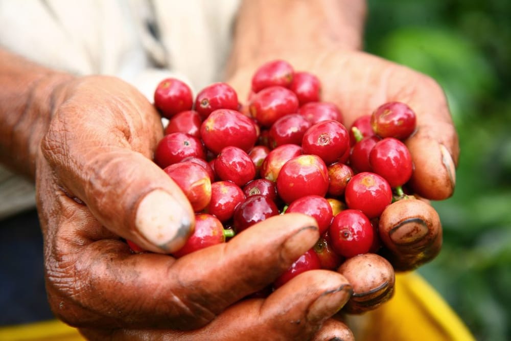 Cafeteros de Santander esperan su bonanza entre septiembre y enero imagen de la publicación