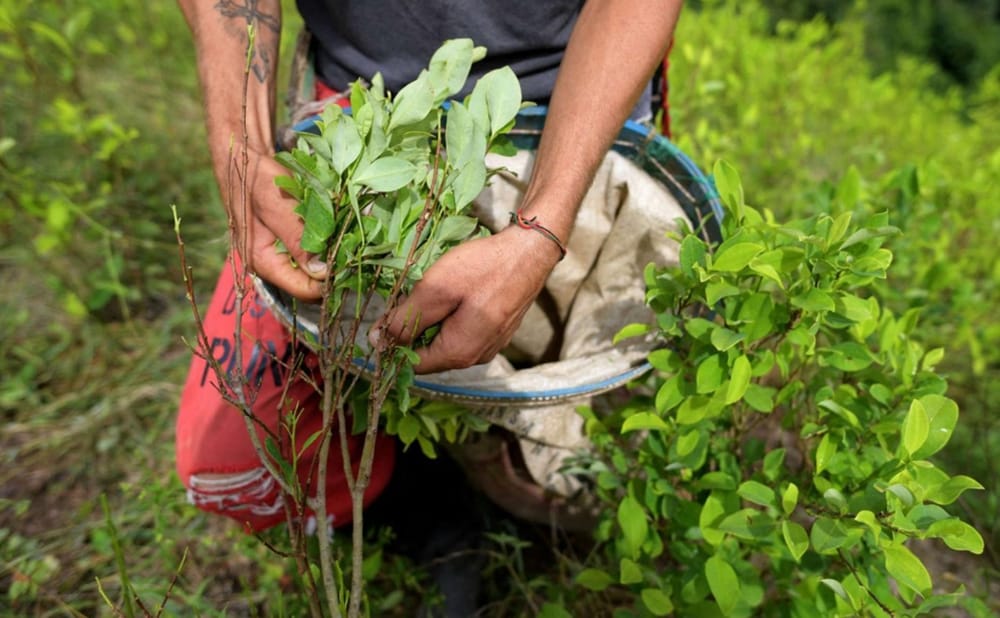 Cultivos de coca sí hay en Santander con predominio en suroccidente imagen de la publicación