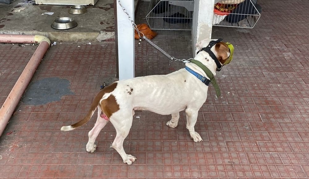 Multas por más de 200 millones de pesos en Bucaramanga a maltratadores de animales imagen de la publicación