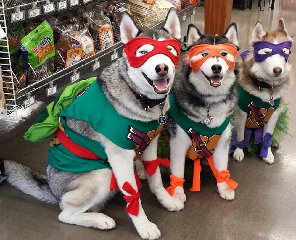 Radiotón para los ‘Peluditos’ Edición Halloween imagen de la publicación