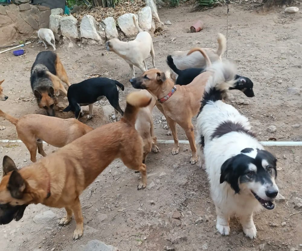 Buscan padrinos para ‘peluditos’ de fundación Damas Colombia imagen de la publicación