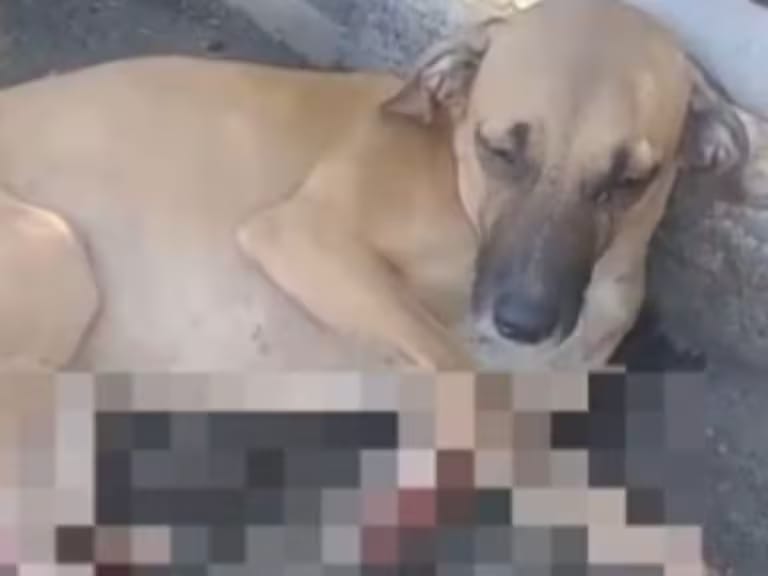 Indignante: rescatan a perro herido a bala que deambulaba por más de una semana en Bucaramanga imagen de la publicación