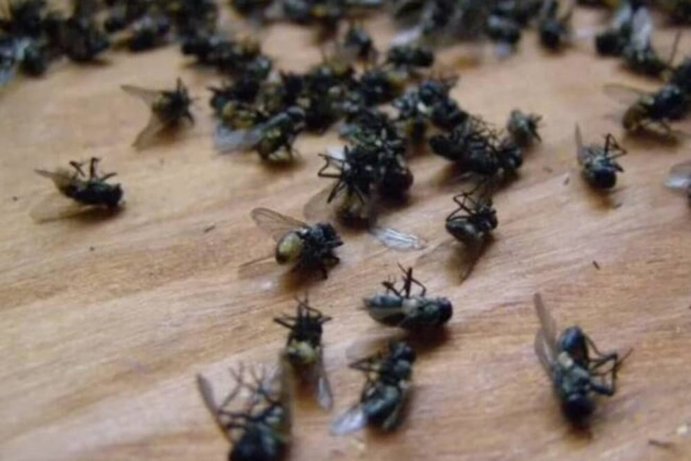 Realizarán estudio para determinar el origen de plaga de moscas en La  Mesa de Los Santos imagen de la publicación