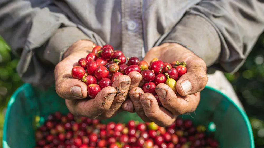 Año cafetero 2024/25 con la producción más alta de las últimas tres décadas en Colombia imagen de la publicación