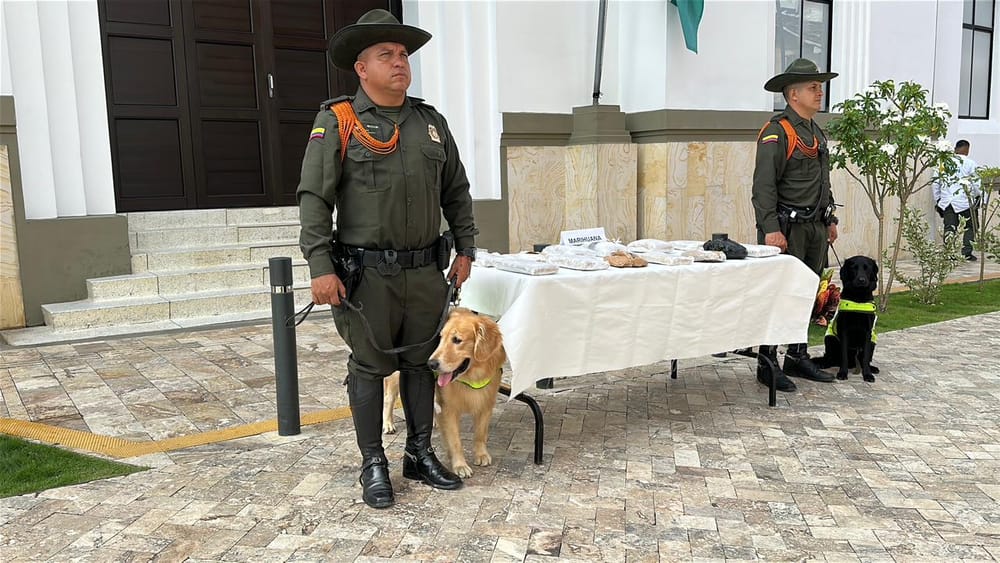 Gracias a perros antinarcóticos incautan 11 kilos de marihuana 'Creepy' en encomiendas en Bucaramanga imagen de la publicación