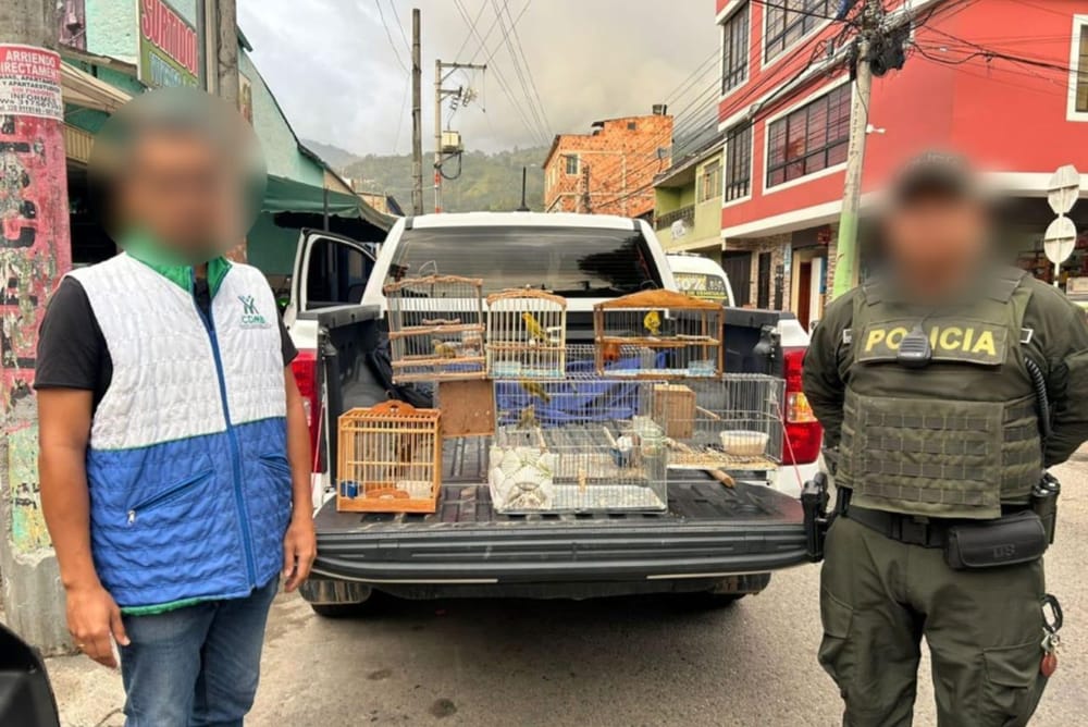 Rescatan cinco aves silvestres cautivas en una vivienda de Bucaramanga imagen de la publicación