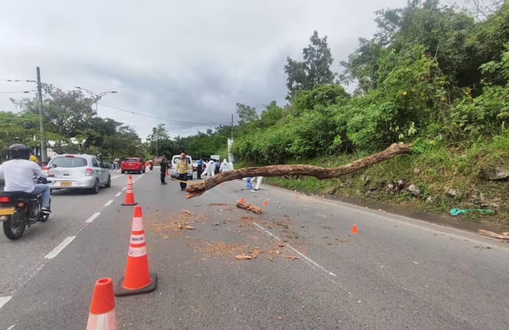 Mueren dos personas al recibir el impacto de árbol en Piedecuesta imagen de la publicación