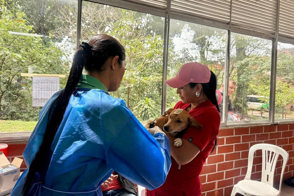 Esterilizar a mil ’peluditos’ es la meta en Piedecuesta imagen de la publicación