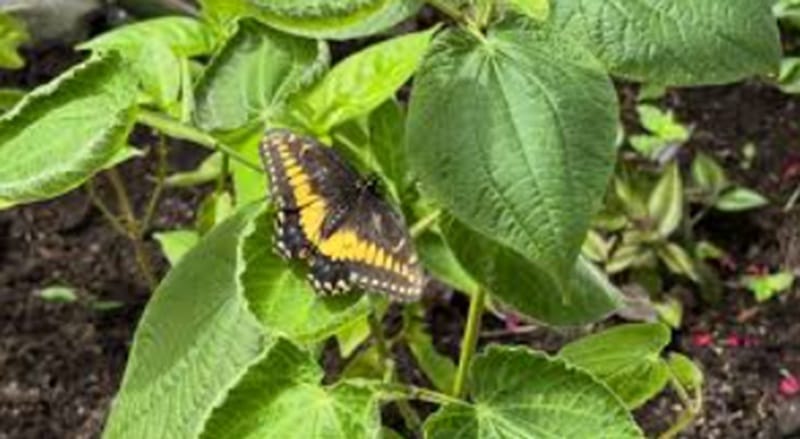 Mariposarte de Neomundo es el primer mariposario instalado en un centro de convenciones en el  país imagen de la publicación