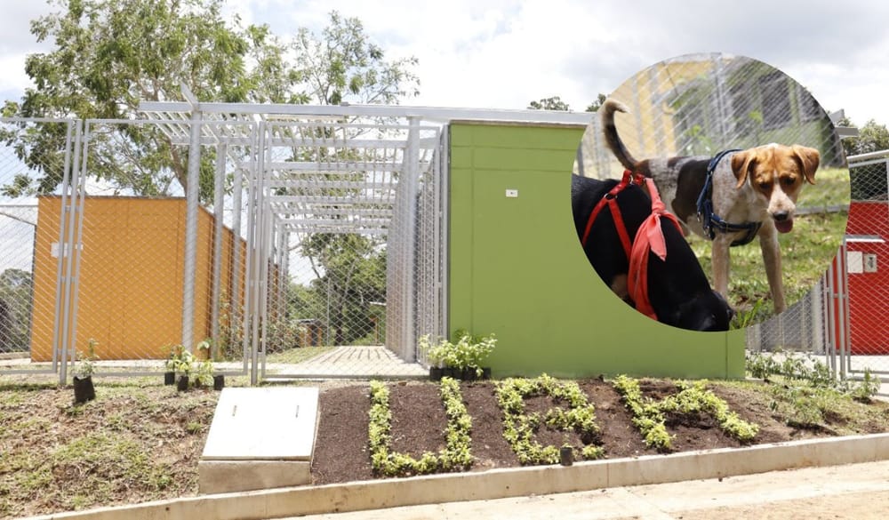 Anuncian acciones tras la revelación de presuntas irregulares en la Unidad de Bienestar Animal de Bucaramanga imagen de la publicación