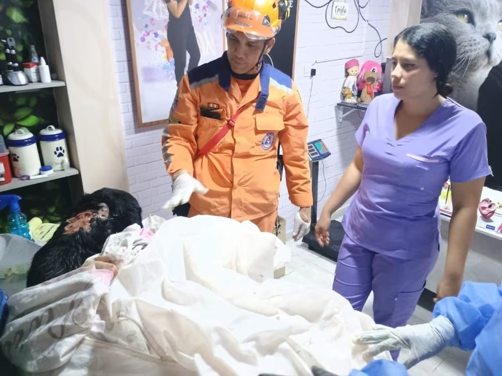 Dramático rescate de un perro atrapado cinco horas en una cueva de Piedecuesta imagen de la publicación