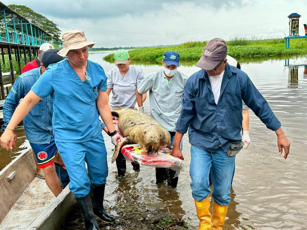 Muere otro manatí en la ciénaga de El Llanito en Barrancabermeja imagen de la publicación