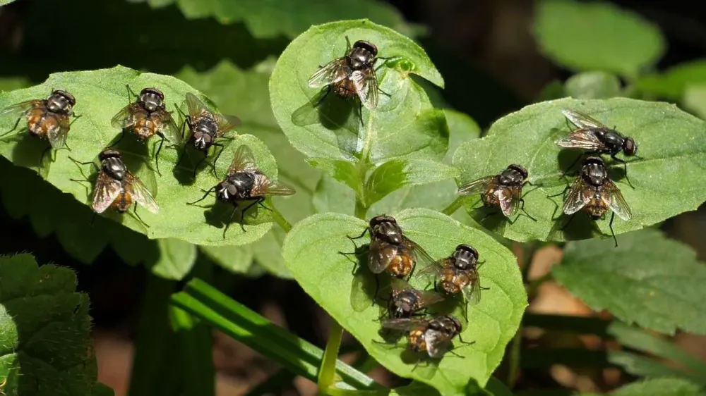 Comunidad de Los Santos y autoridades no lograron acuerdo por crisis de moscas imagen de la publicación