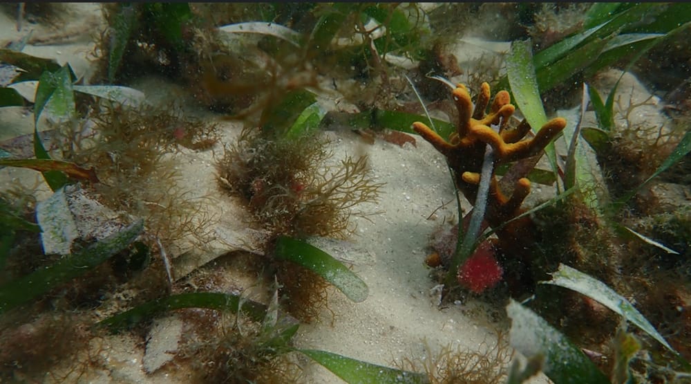 Nuevo acuerdo de cooperación de Ecopetrol y el Instituto de Investigaciones Marinas y Costeras José Benito Vives de Andréis imagen de la publicación