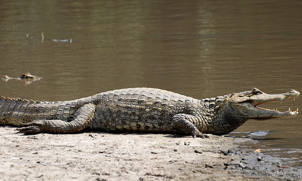 Alarma en Barrancabermeja por presencia de babillas adultas fuera de su hábitat imagen de la publicación