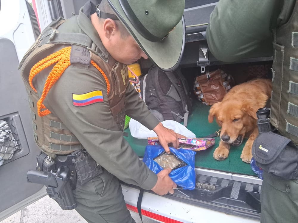 Capturado en San Gil con más de 300 gramos de marihuana imagen de la publicación