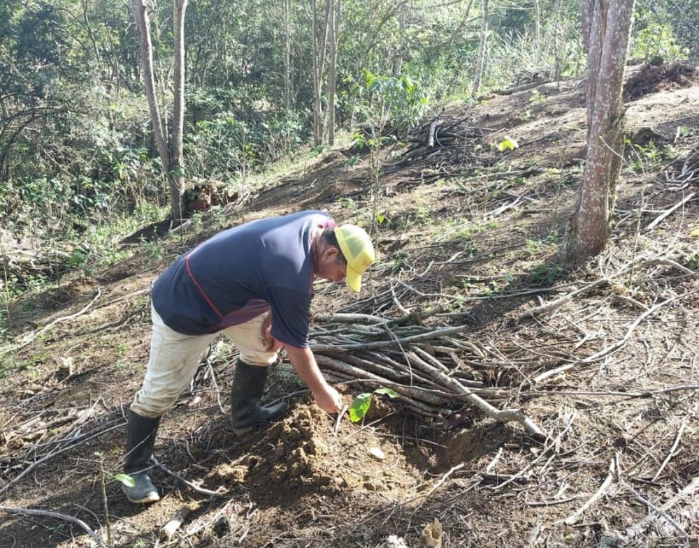 En Barichara hacen seguimiento a cultivos de cacao imagen de la publicación