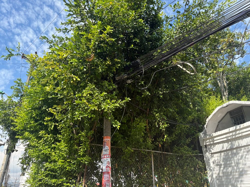 Poda de árboles indispensable   para evitar tragedias en Bucaramanga imagen de la publicación