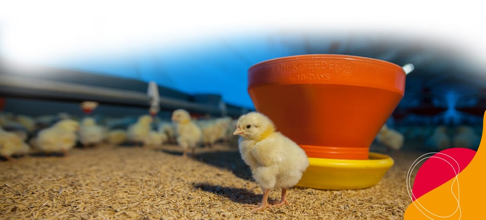 Fenavi ofrecerá capacitación para Avicultores en San Gil imagen de la publicación