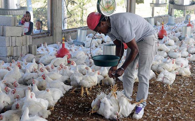 Producción avícola enfrenta crisis imagen de la publicación