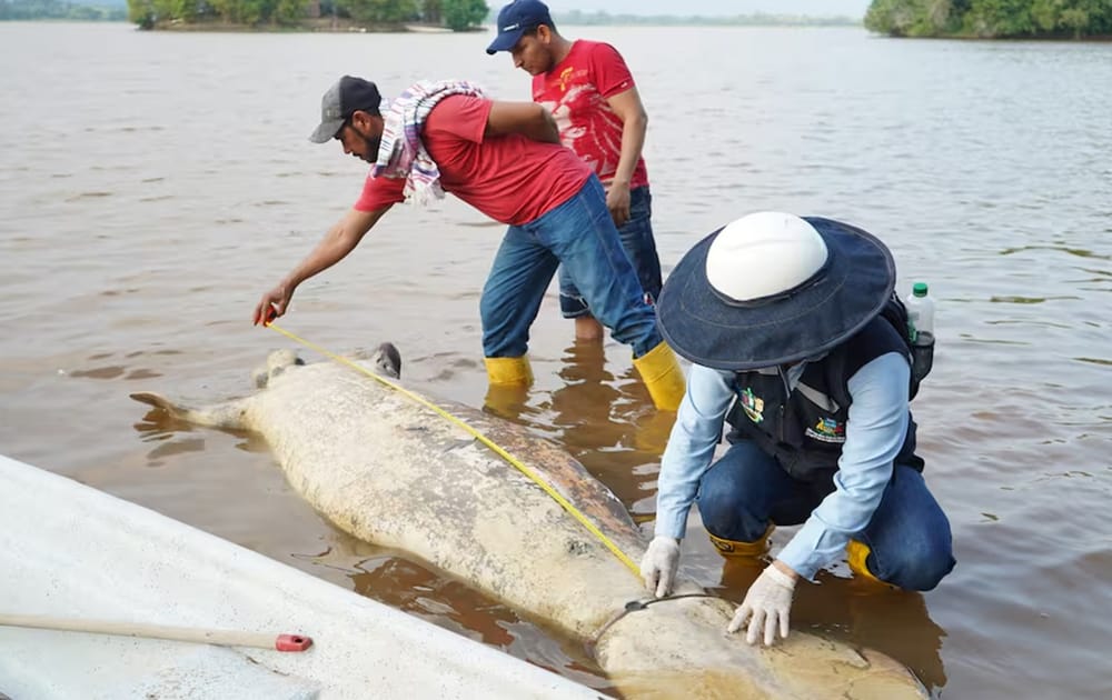 Alarma por otra muerte de un manatí en Barrancabermeja imagen de la publicación