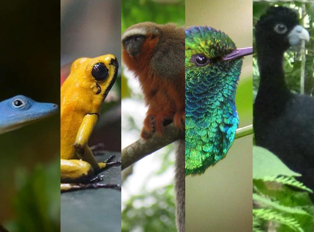 La otra víctima de la guerra: 44 especies al borde de la extinción por el conflicto armado en Colombia imagen de la publicación