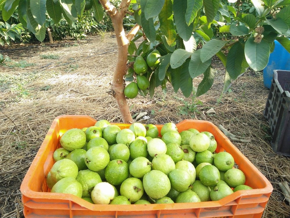 UTS abrió nuevo programa Agroindustrial en Piedecuesta imagen de la publicación
