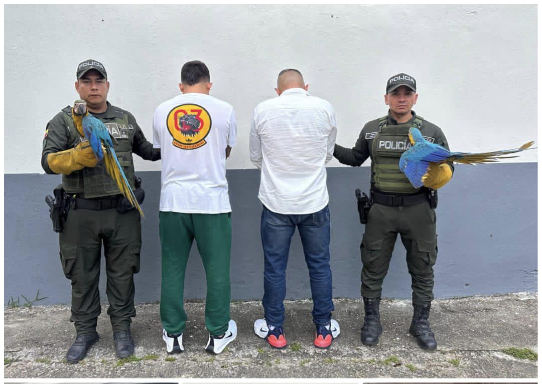 Rescate de guacamayas deja dos capturados en Bucaramanga imagen de la publicación