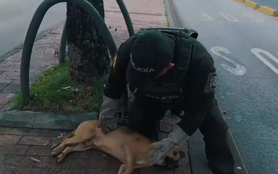 Otro caso de maltrato animal tras atropello a un canino que no fue auxiliado en Bucaramanga imagen de la publicación