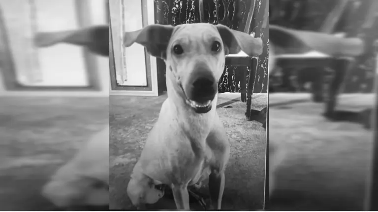 Justicia para Kira: agresor deberá pagar millonaria multa por brutal asesinato de perrita en Bucaramanga imagen de la publicación