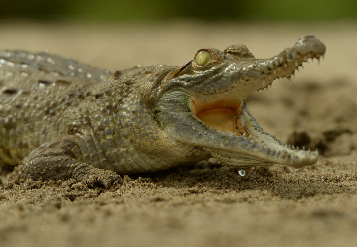 Mas de 200 caimanes se están muriendo de hambre en Colombia. Lanzan alerta imagen de la publicación