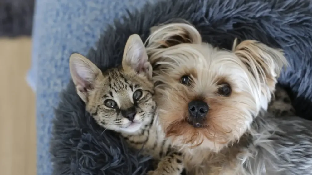 Colorado prohíbe la venta de perros y gatos en tiendas desde 2027 imagen de la publicación