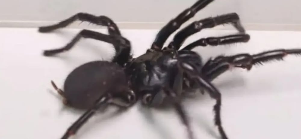 Desde México llegó el antídoto que salvó la vida de un joven santandereano mordido por una araña imagen de la publicación