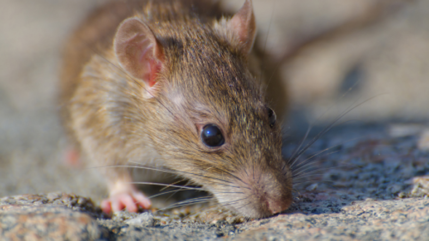 Alerta por hantavirus: vigilan llegada de variante letal a Colombia imagen de la publicación