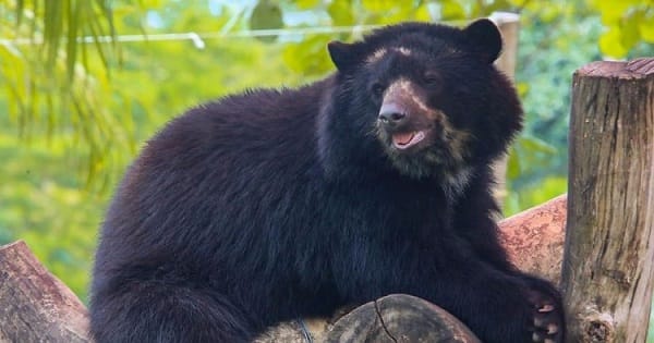 Avistamiento de oso de anteojos genera alerta en Santander imagen de la publicación
