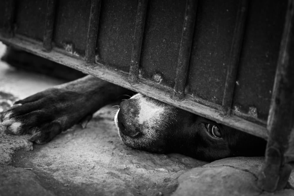 La cárcel para los violadores de animales es ley en Colombia imagen de la publicación