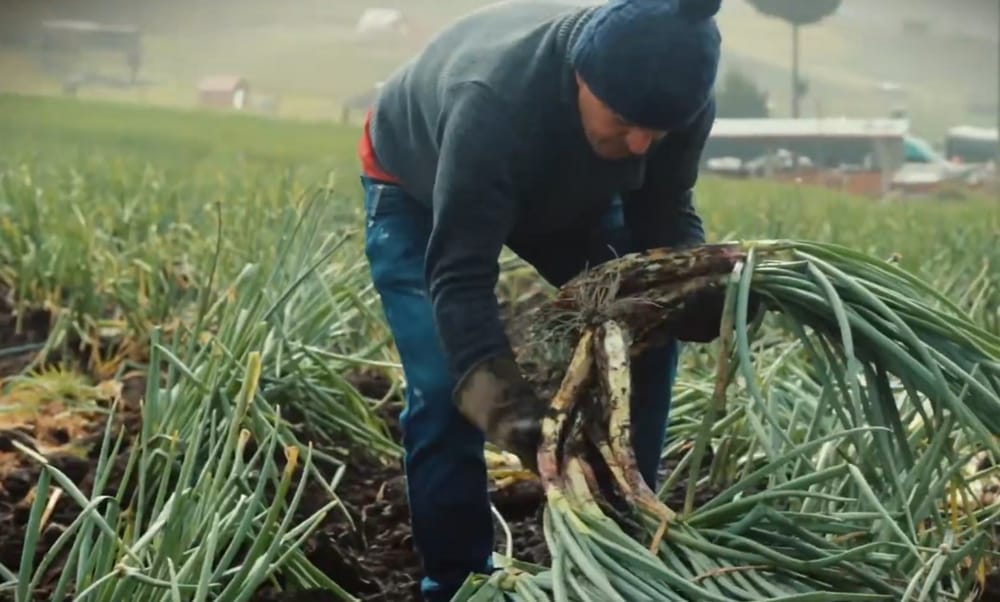 Santander es campo y trabajo  diario de agricultores que surten las despensas del departamento imagen de la publicación