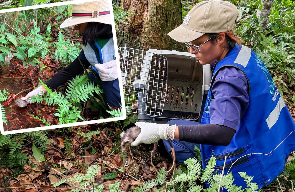 Más de 120 animales silvestres regresaron a su hábitat natural en Santander imagen de la publicación