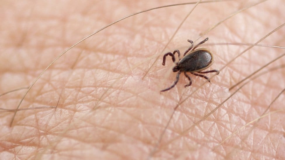 EE. UU. lanza plan nacional para frenar enfermedad de Lyme y otras afecciones transmitidas por garrapatas imagen de la publicación