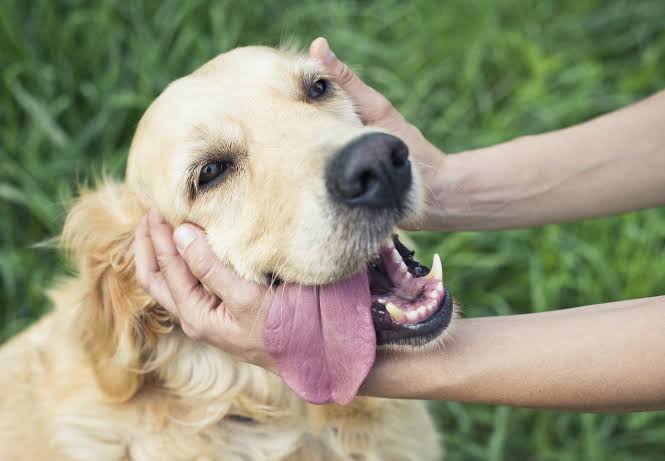 Mascotas conquistan los hogares colombianos, pero persisten alertas por mala nutrición imagen de la publicación