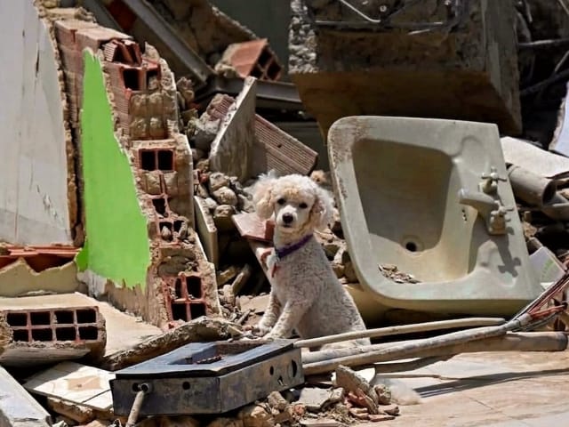 Entre ladridos y maullidos bajo los escombros: las mascotas, las otras víctimas silenciosas del terremoto en Venezuela imagen de la publicación